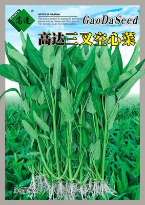 高达三叉究心菜