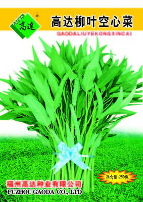 高达柳叶空心菜