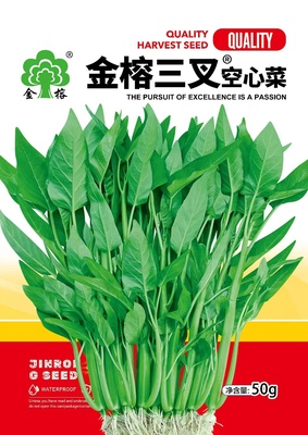 金榕三叉空心菜