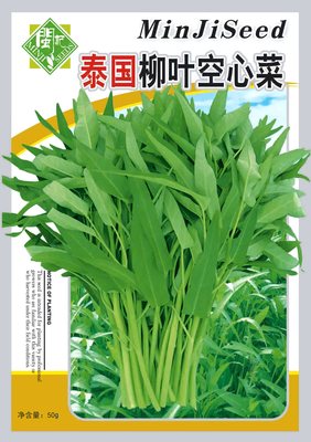 泰国柳叶空心菜